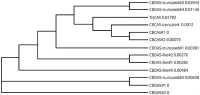 Manipulation of Cannabinoid Biosynthesis via Transient RNAi Expression